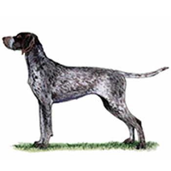 German Shorthaired Pointer - Click Image to Close